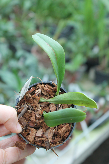 Bulbophyllum habrotinum.jpg