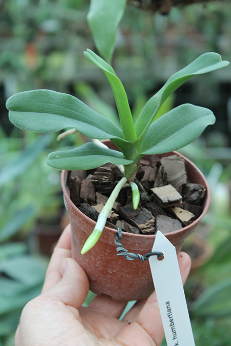 Sobennikoffia humbertiana.jpg