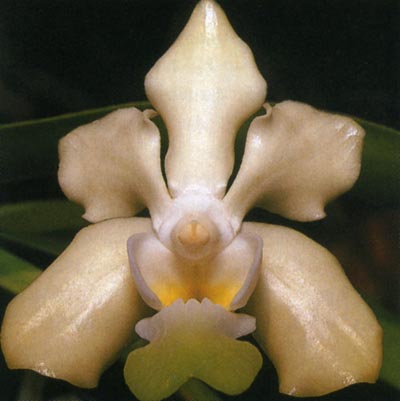 Vanda denisoniana fma.jpg