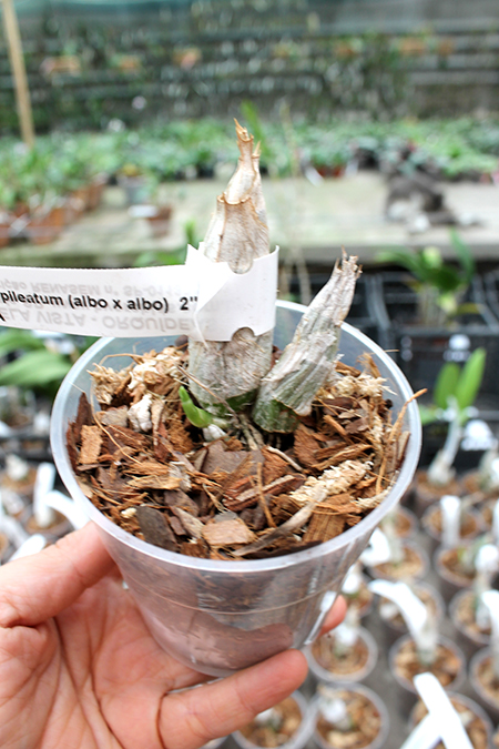 Catasetum pileatum (albo x albo).jpg