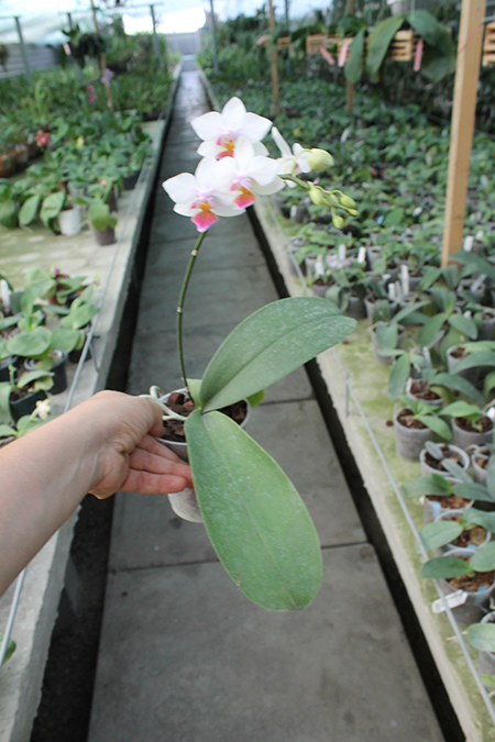 Phalaenopsis stuartiana x equestris.jpg
