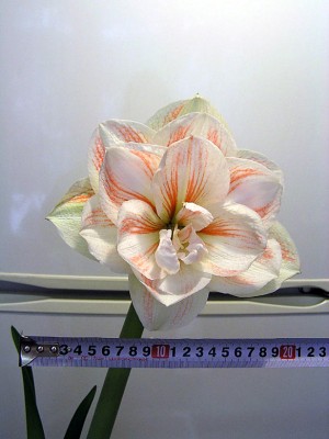 Безымяшка-2