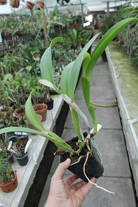 Cattleya labiata alba 'Otima' XXX x Cattleya labiata roxo bispo 'Urbano'.jpg