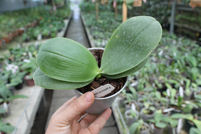 Phalaenopsis bellina 'Red Apple' x bellina.jpg