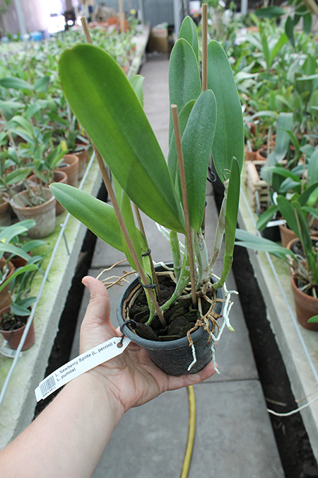 Laeliocattleya Statteriana (Laelia perrinii x Cattleya Labiata).jpg