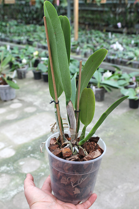 Cattleya mossiae concolor x SELF.jpg