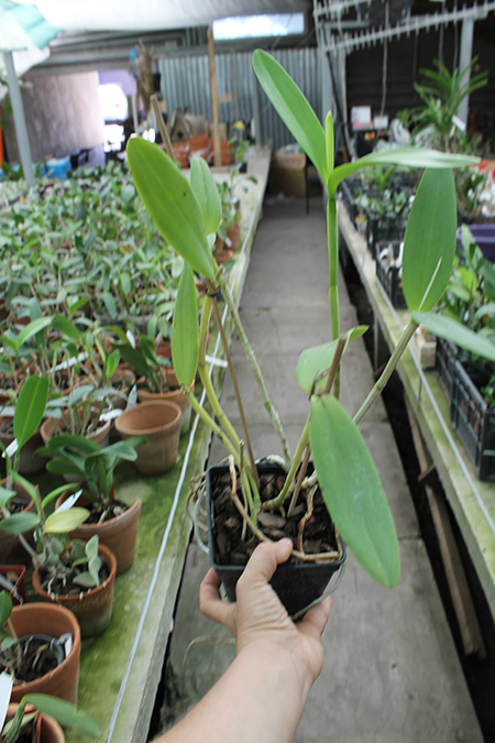 Cattleya harrisoniana clara 'Formosinha' x Cattleya harrisoniana escura 'Cheung's Delight'.jpg