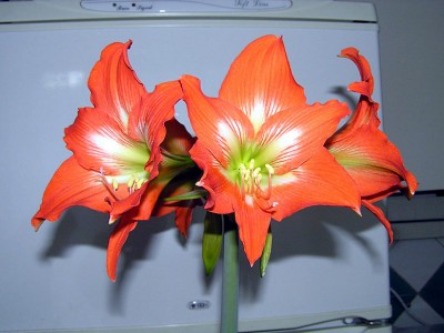 Безымяшка-1