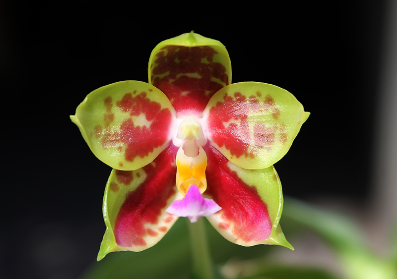 Phalaenopsis Chang Yi Green Giant x Yaphon Godboy.jpg