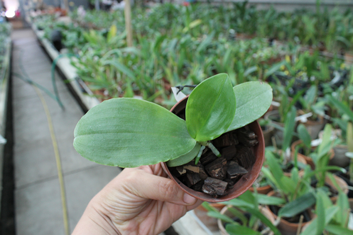 Phalaenopsis Red Jaguar (Phalaenopsis Hsu Li-Shian x Phalaenopsis gigantea).jpg