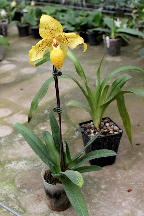 Paphiopedilum Dollgoldi (armeniacum x rothschildianum)