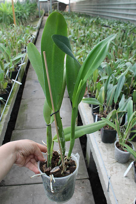 Potinara Chief Sweet Orange 'Sweet Orange'.jpg