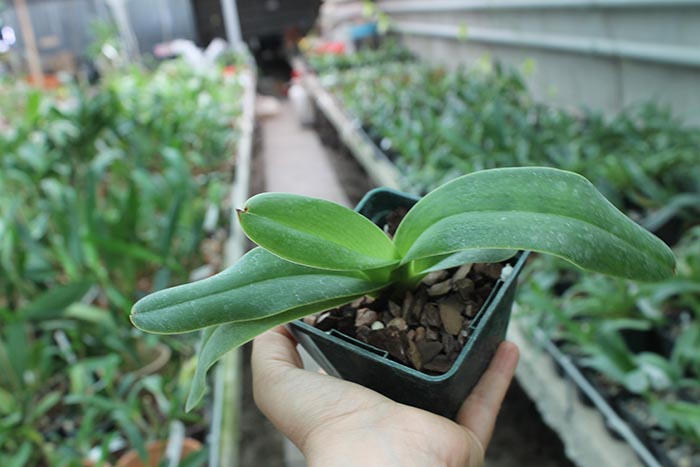 Paphiopedilum dianthum.jpg