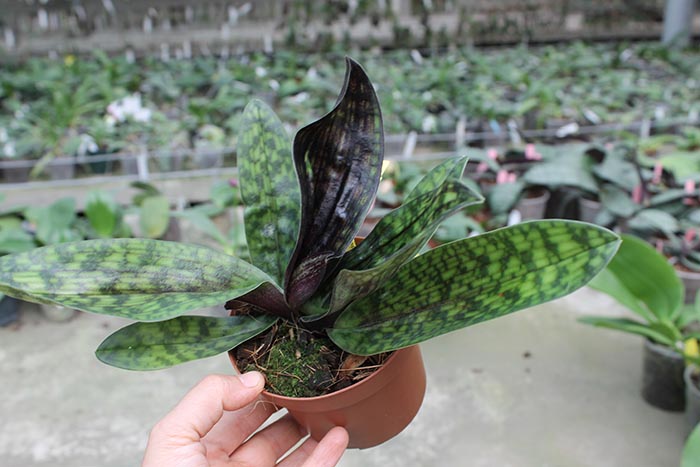 Paphiopedilum Maudiae Vinicolor 'Schwarze Madonna'.jpg