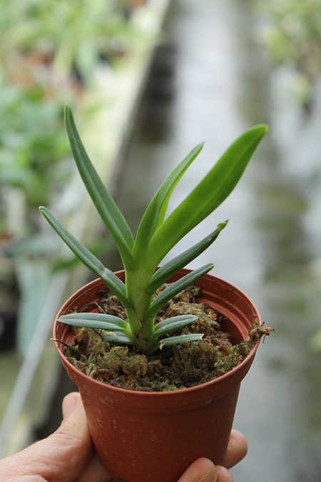 Ceratostylis rubra.jpg