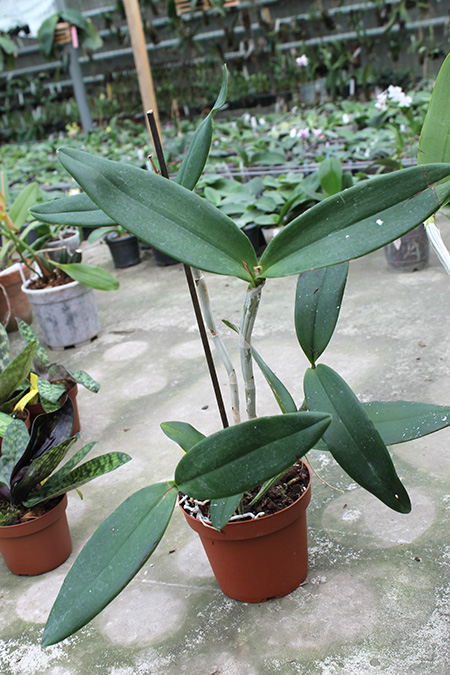 Cattleya granulosa ('010' x 'Lee Seu Long').jpg