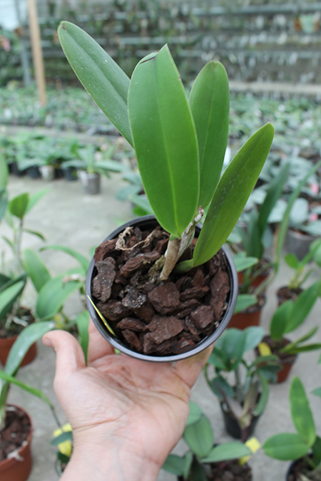 Brassolaeliocattleya Nobile's Tropicana 'TP09'.jpg