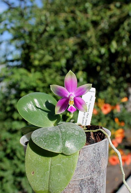 Phalaenopsis Yaphon Red Jewel x Ld's Bear Queen.jpg