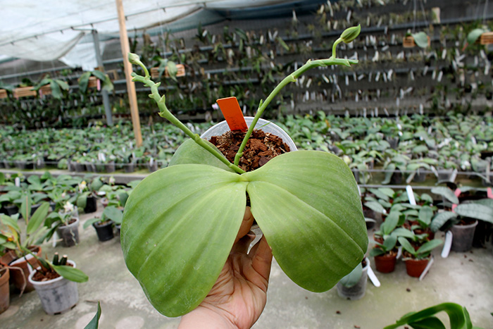 Phalaenopsis Mituo King Bellina.jpg