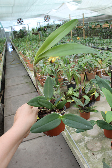 Cattleya Loddiglossa.jpg