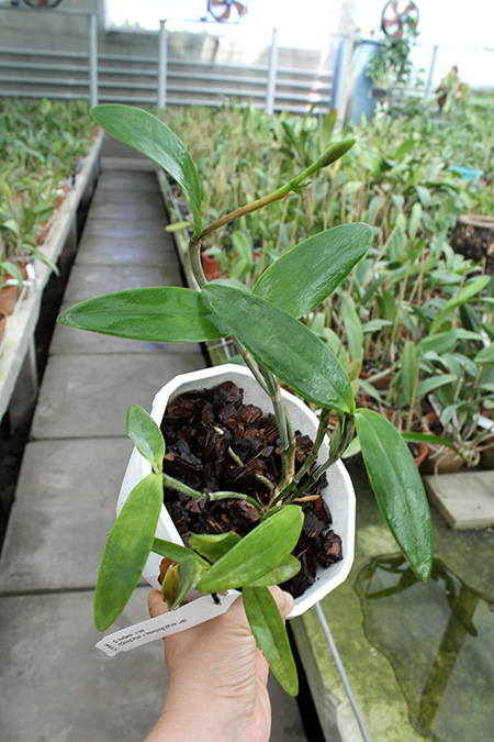 Cattleya forbesii ('Ching Hua' x 'Hsinying').jpg
