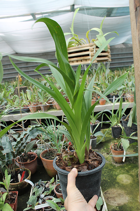 Grammatocymbidium Lovely Melody 'HK'.jpg