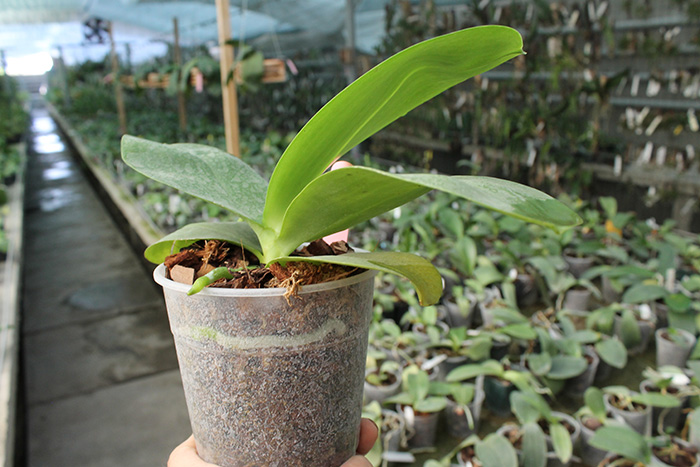 Phalaenopsis Mituo Sun x Ld's Bear King.jpg