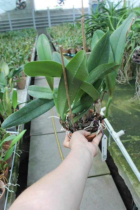 Brassolaeliocattleya Tubtim Siam.jpg