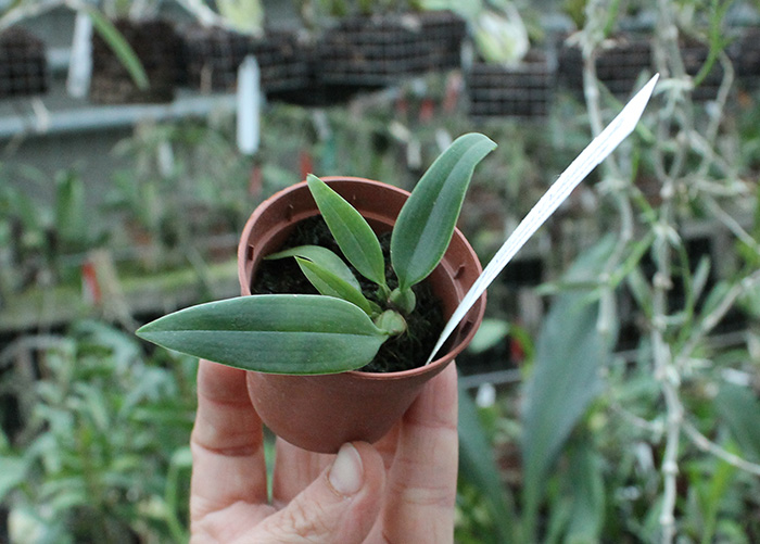 Bulbophyllum longissimum.jpg