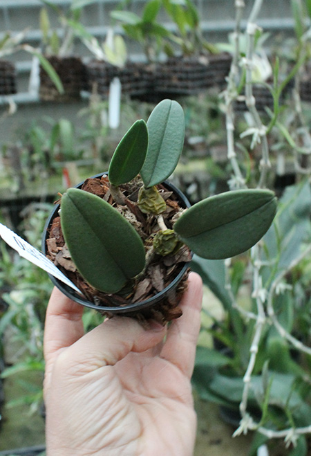 Bulbophyllum frostii.jpg
