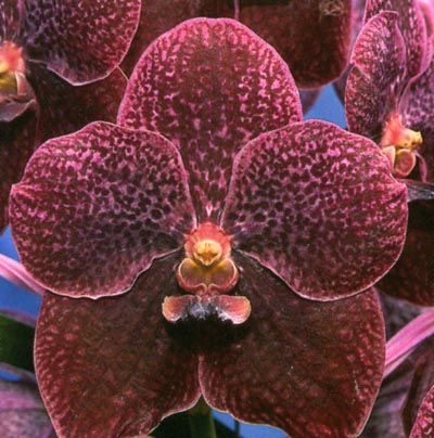 Vanda Pimporn.jpg