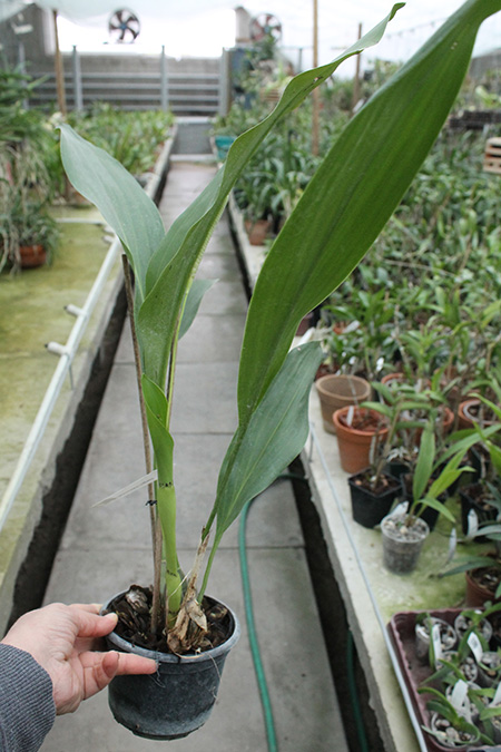 Dendrochilum magnum.jpg