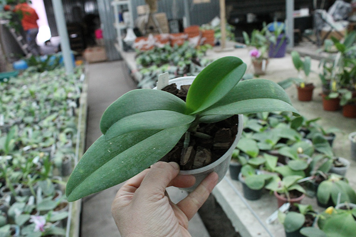 Doritaenopsis Lius Sakura.jpg