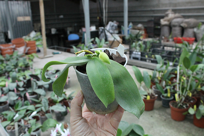 Phalaenopsis violacea alba 'Wanchiao Jungle White'.jpg