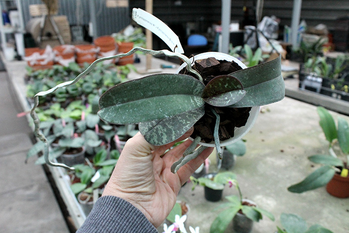 Phalaenopsis philippinensis '#1' x philippinensis 'Brother'.jpg