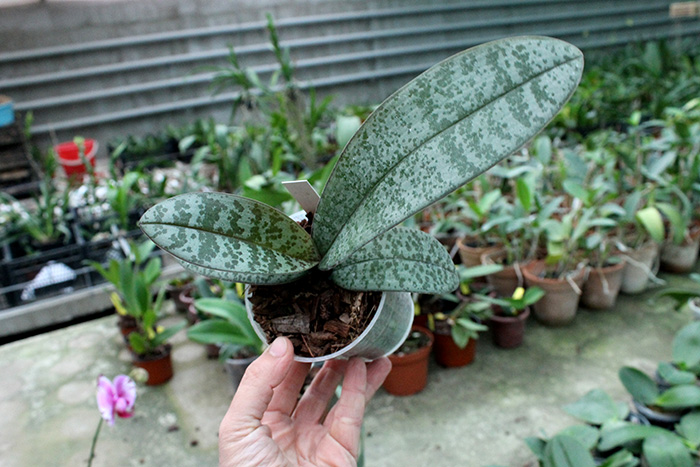 Phalaenopsis schilleriana.jpg