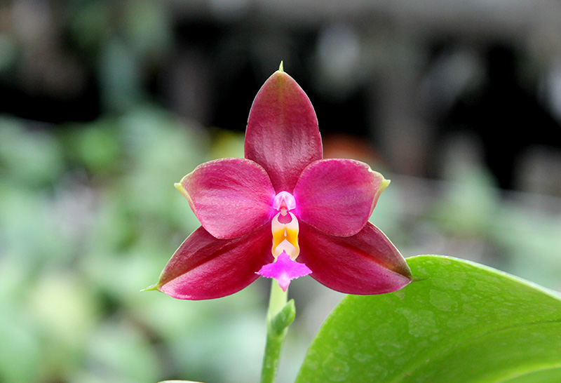 Phalaenopsis (Nobby's Green Eagle x DTE) x (violacea x Su-An Super Star).jpg