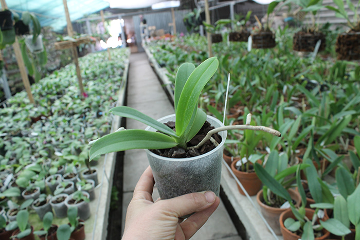 Hygrochilus parishii.jpg