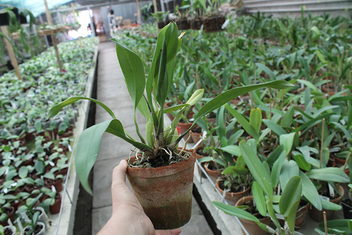 Trichopilia Senne Star (tortilis 'large' x turialbae 'alpha').jpg