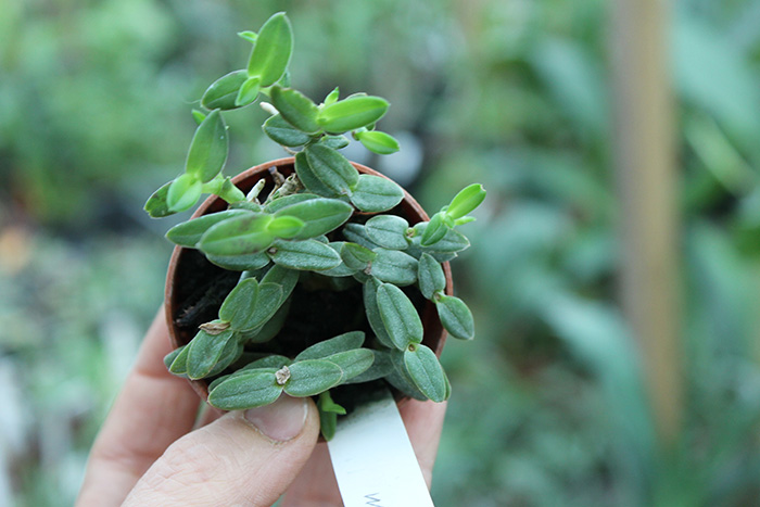 Epidendrum porpax.jpg