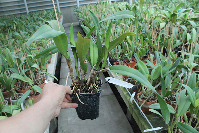 Brassolaeliocattleya Port of Paradise '3G' x Brassolaeliocattleya Haadyai Delight 'Bangprom Gold'.jpg
