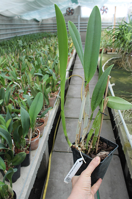 Rhyncholaeliocattleya Golf Green 'Lu-Chi' (OG).jpg