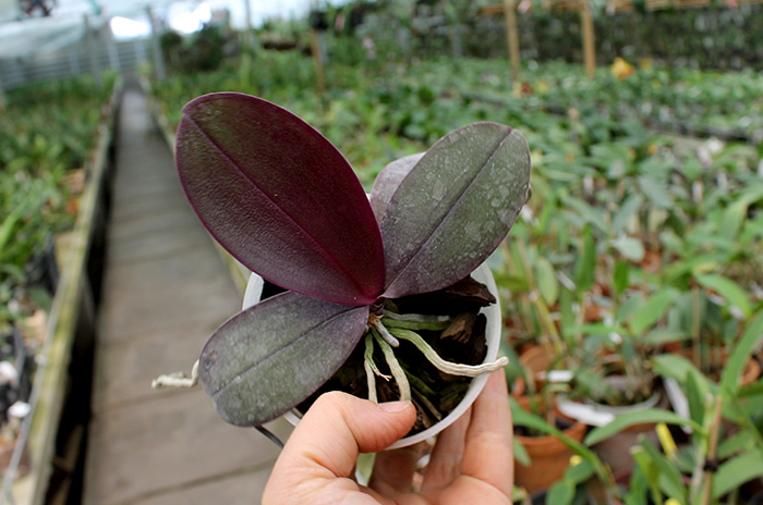 Phalaenopsis Purple Surprise (sanderiana x bellina blue).jpg