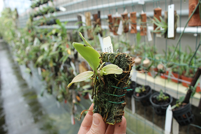 trichocentrum pulchrum.jpg