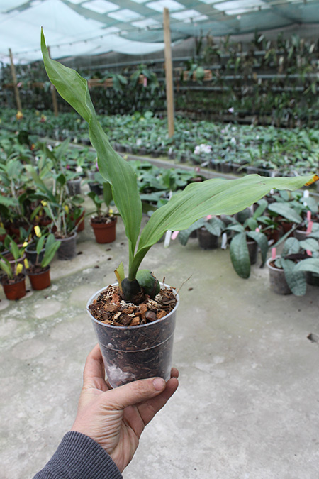 Lycaste locusta x Anguloa hohenlohii.jpg