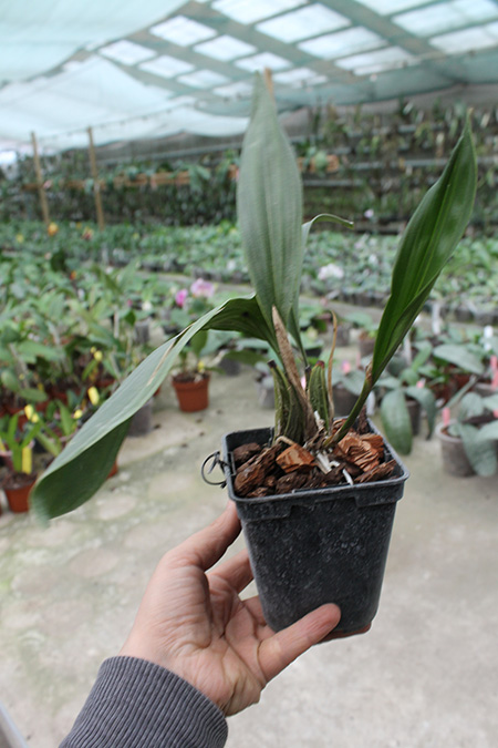 Bifrenaria tyrianthina trilabelo x Bifrenaria tyrianthina escura-flamea.jpg