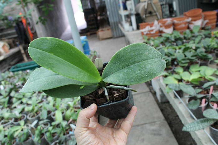 Doritaenopsis Kenneth Schubert x Phalaenopsis bellina blue.jpg