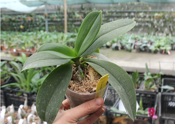 Phalaenopsis Liu's Berry 'Trinity'.jpg