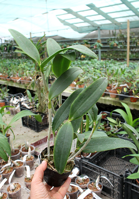 Cattleya porphyroglossa.jpg