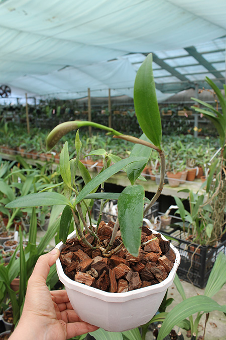 Cattleya forbesii ('Ching Hua' x 'Hsinying').jpg